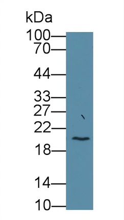 Western blot - Anti-Neurokinin A antibody [C1] (AB239503)