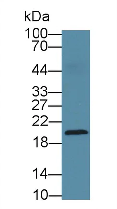 Western blot - Anti-Neurokinin A antibody [C1] (AB239503)