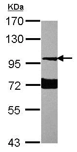 Western blot - Anti-Neuroligin 1 antibody (AB153821)