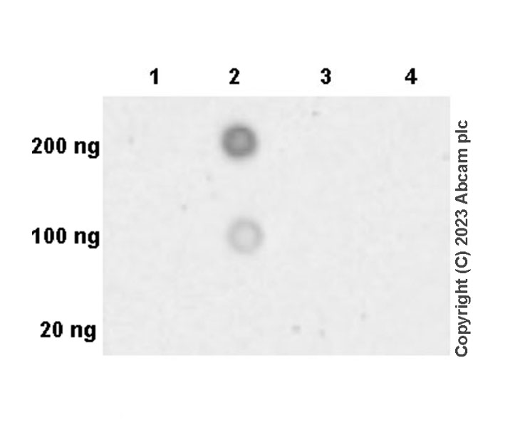 Dot Blot - Anti-Neuroligin 1 antibody [EPR27213-94] - BSA and Azide free (AB308452)