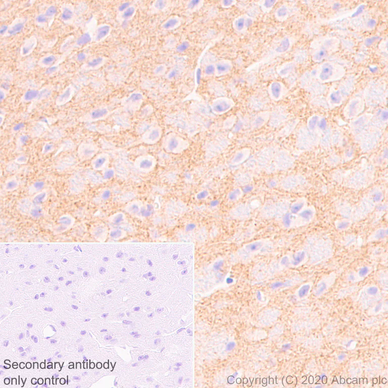 Immunohistochemistry (Formalin/PFA-fixed paraffin-embedded sections) - Anti-Neuroligin 1 + Neuroligin 3 + Neuroligin 2 + Neuroligin 4 antibody [EPR24149-36] (AB259936)