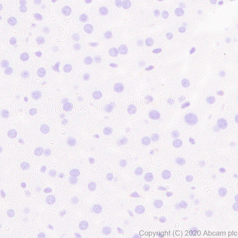 Immunohistochemistry (Formalin/PFA-fixed paraffin-embedded sections) - Anti-Neuroligin 1 + Neuroligin 3 + Neuroligin 2 + Neuroligin 4 antibody [EPR24149-36] (AB259936)