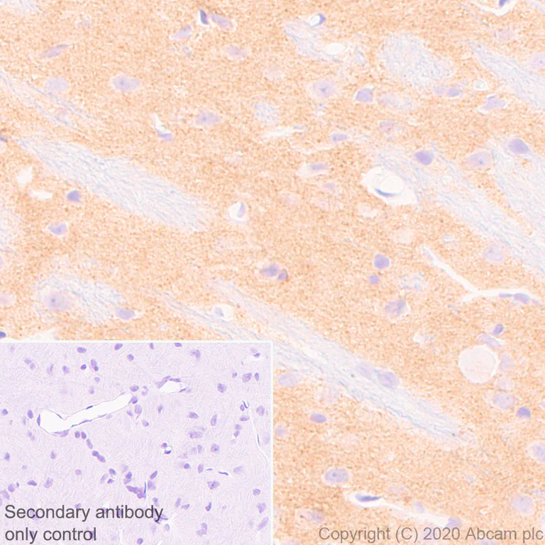 Immunohistochemistry (Formalin/PFA-fixed paraffin-embedded sections) - Anti-Neuroligin 1 + Neuroligin 3 + Neuroligin 2 + Neuroligin 4 antibody [EPR24149-36] (AB259936)