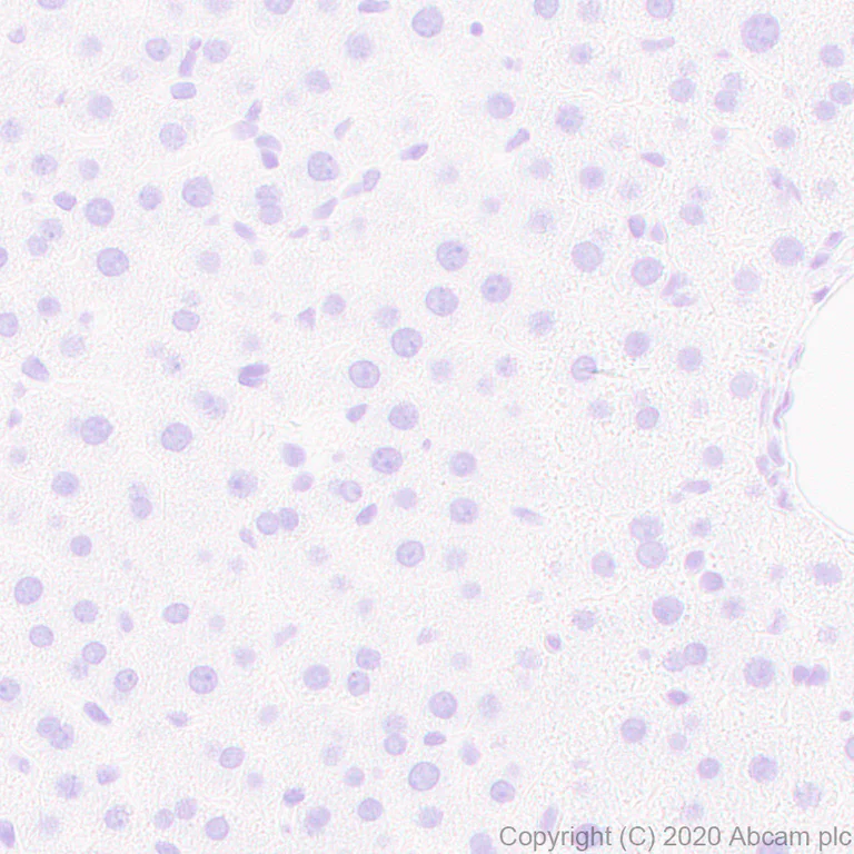 Immunohistochemistry (Formalin/PFA-fixed paraffin-embedded sections) - Anti-Neuroligin 1 + Neuroligin 3 + Neuroligin 2 + Neuroligin 4 antibody [EPR24149-36] (AB259936)