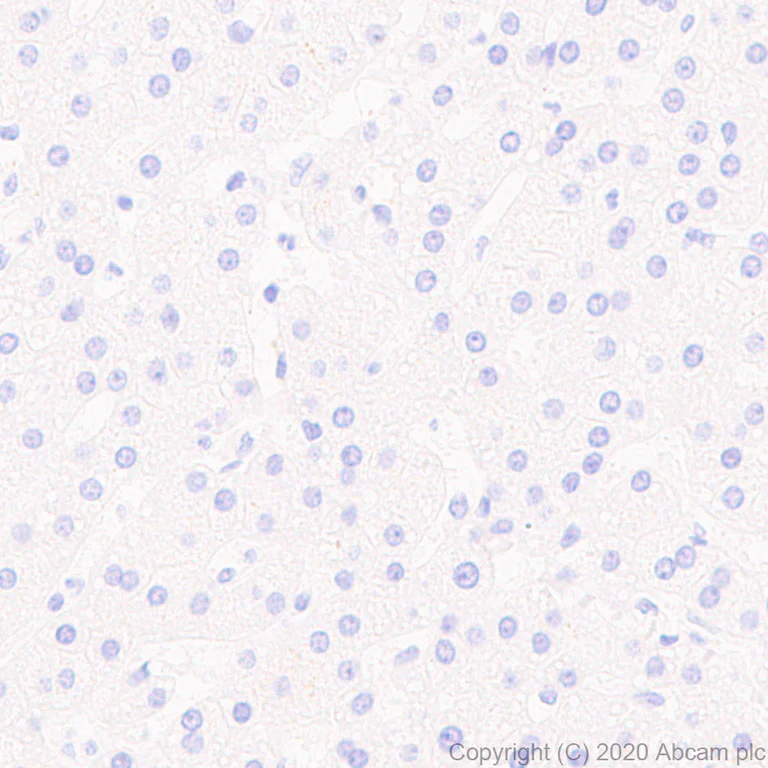 Immunohistochemistry (Formalin/PFA-fixed paraffin-embedded sections) - Anti-Neuroligin 1 + Neuroligin 3 + Neuroligin 2 + Neuroligin 4 antibody [EPR24149-36] (AB259936)