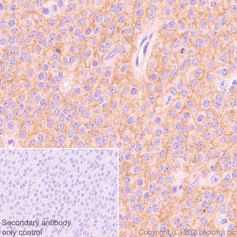 Immunohistochemistry (Formalin/PFA-fixed paraffin-embedded sections) - Anti-Neuroligin 1 + Neuroligin 3 + Neuroligin 2 + Neuroligin 4 antibody [EPR24149-36] - BSA and Azide free (AB278107)