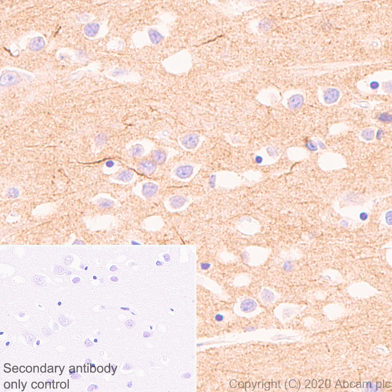 Immunohistochemistry (Formalin/PFA-fixed paraffin-embedded sections) - Anti-Neuroligin 1 + Neuroligin 3 + Neuroligin 2 + Neuroligin 4 antibody [EPR24149-36] - BSA and Azide free (AB278107)