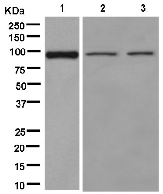 Western blot - Anti-Neuroligin 1 + Neuroligin 4 antibody [EPR13108] - BSA and Azide free (AB250464), expandable thumbnail