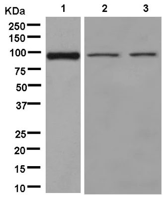 Western blot - Anti-Neuroligin 1 + Neuroligin 4 antibody [EPR13108] - BSA and Azide free (AB250464)