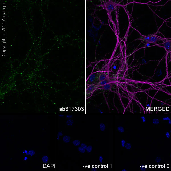 Immunocytochemistry/ Immunofluorescence - Anti-Neuroligin 2 antibody [EPR28230-122] - BSA and Azide free (AB317304)