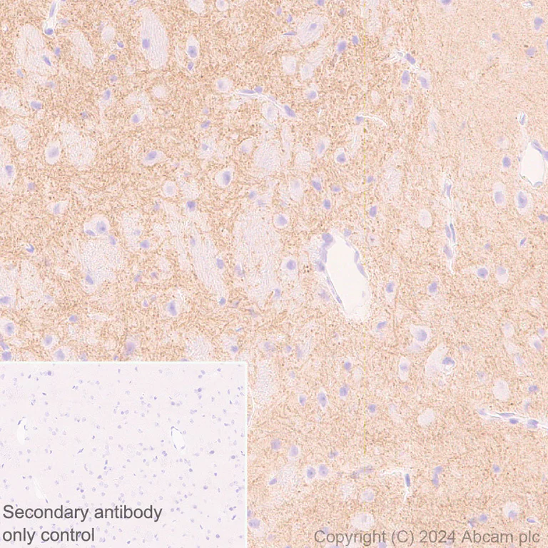 Immunohistochemistry (Formalin/PFA-fixed paraffin-embedded sections) - Anti-Neuroligin 2 antibody [EPR28230-122] - BSA and Azide free (AB317304)