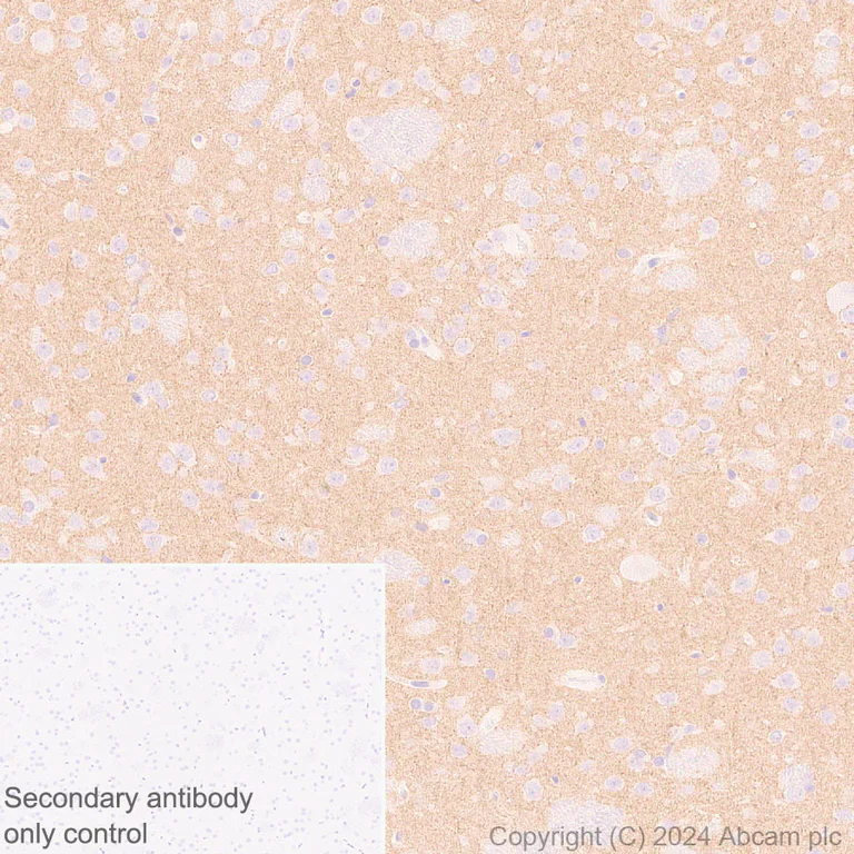 Immunohistochemistry (Formalin/PFA-fixed paraffin-embedded sections) - Anti-Neuroligin 2 antibody [EPR28230-122] - BSA and Azide free (AB317304)
