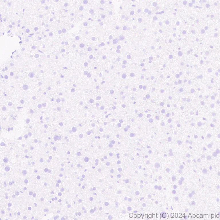 Immunohistochemistry (Formalin/PFA-fixed paraffin-embedded sections) - Anti-Neuroligin 2 antibody [EPR28230-122] - BSA and Azide free (AB317304)