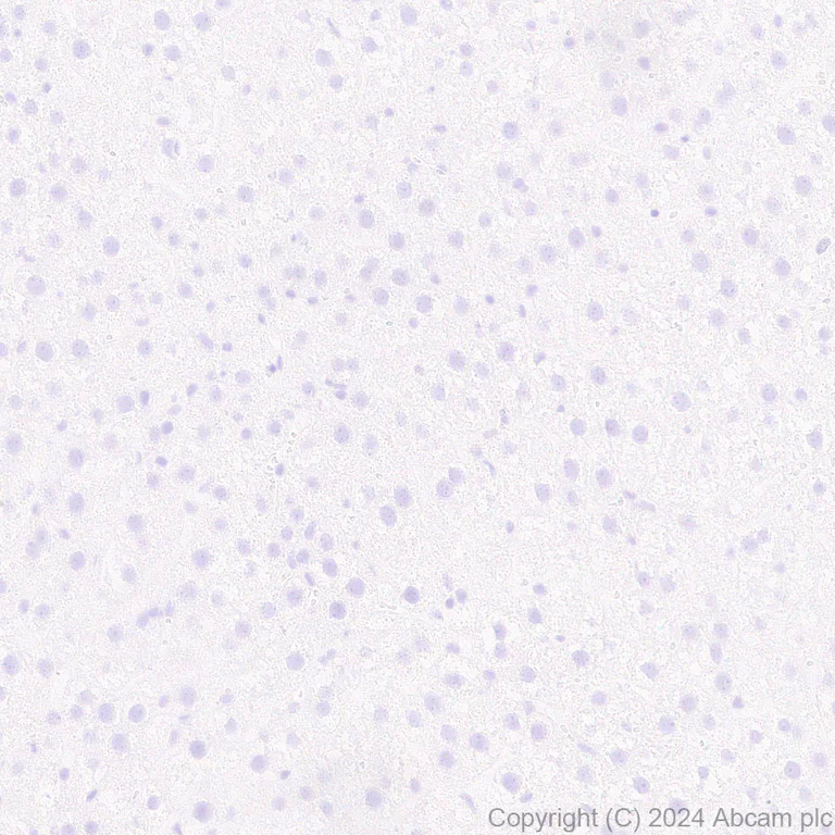 Immunohistochemistry (Formalin/PFA-fixed paraffin-embedded sections) - Anti-Neuroligin 2 antibody [EPR28230-122] - BSA and Azide free (AB317304)