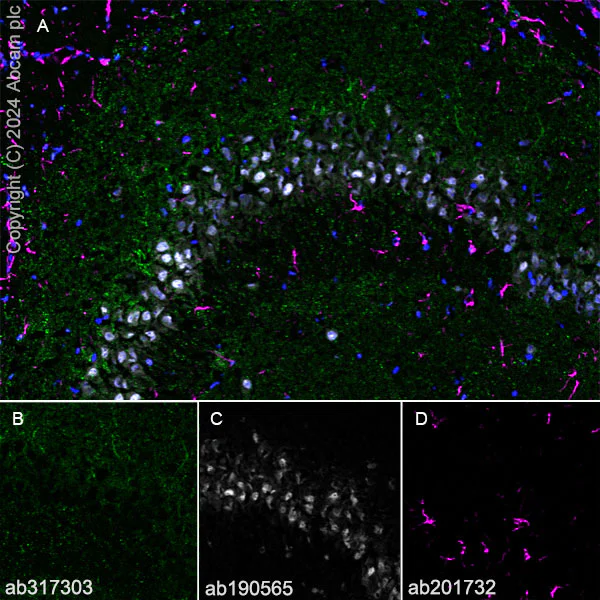 Immunohistochemistry (Frozen sections) - Anti-Neuroligin 2 antibody [EPR28230-122] - BSA and Azide free (AB317304)