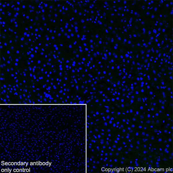 Immunohistochemistry (Frozen sections) - Anti-Neuroligin 2 antibody [EPR28230-122] - BSA and Azide free (AB317304)