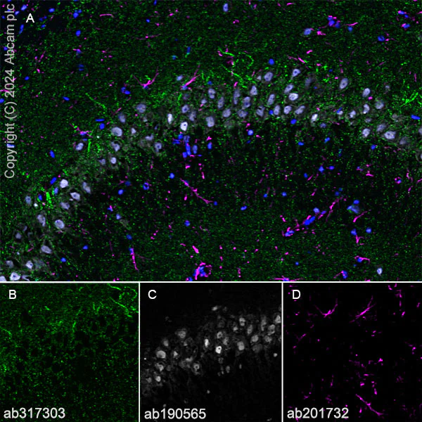 Immunohistochemistry (Frozen sections) - Anti-Neuroligin 2 antibody [EPR28230-122] - BSA and Azide free (AB317304)