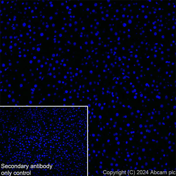 Immunohistochemistry (Frozen sections) - Anti-Neuroligin 2 antibody [EPR28230-122] - BSA and Azide free (AB317304)