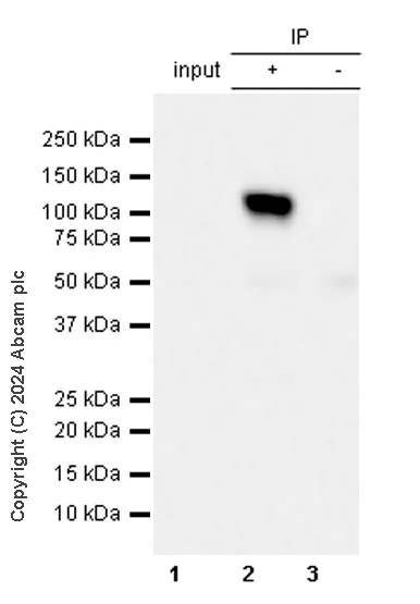 Immunoprecipitation - Anti-Neuroligin 2 antibody [EPR28230-122] - BSA and Azide free (AB317304)
