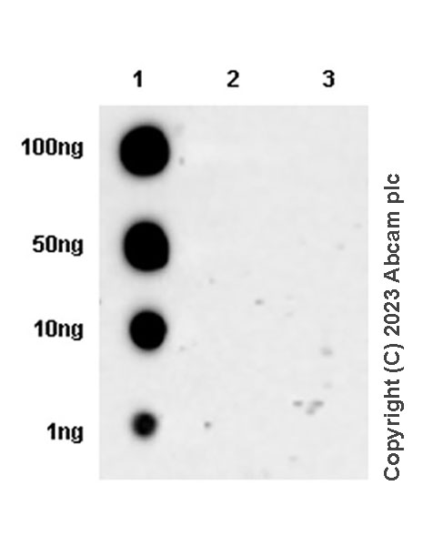Dot Blot - Anti-Neuroligin 2 antibody [EPR28230-17] (ab315094), expandable thumbnail