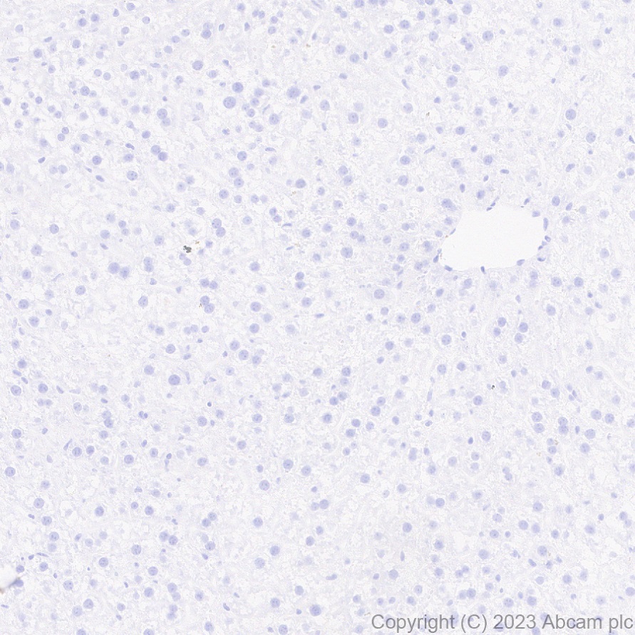 Immunohistochemistry (Formalin/PFA-fixed paraffin-embedded sections) - Anti-Neuroligin 2 antibody [EPR28230-17] (AB315094), expandable thumbnail