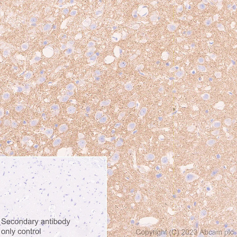 Immunohistochemistry (Formalin/PFA-fixed paraffin-embedded sections) - Anti-Neuroligin 2 antibody [EPR28230-17] - BSA and Azide free (AB315095)