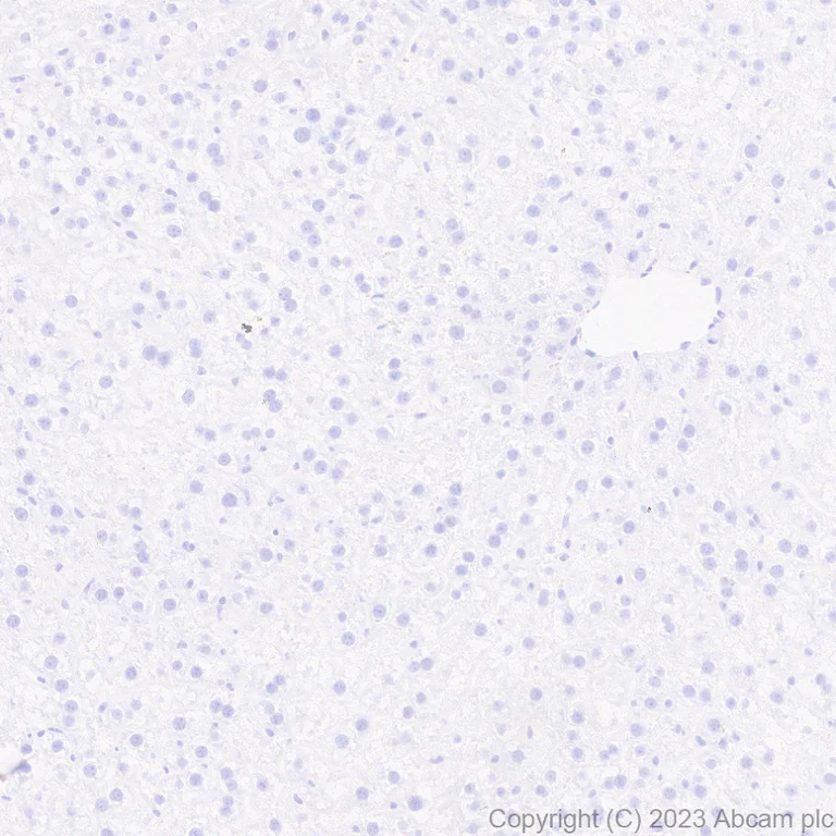 Immunohistochemistry (Formalin/PFA-fixed paraffin-embedded sections) - Anti-Neuroligin 2 antibody [EPR28230-17] - BSA and Azide free (AB315095)