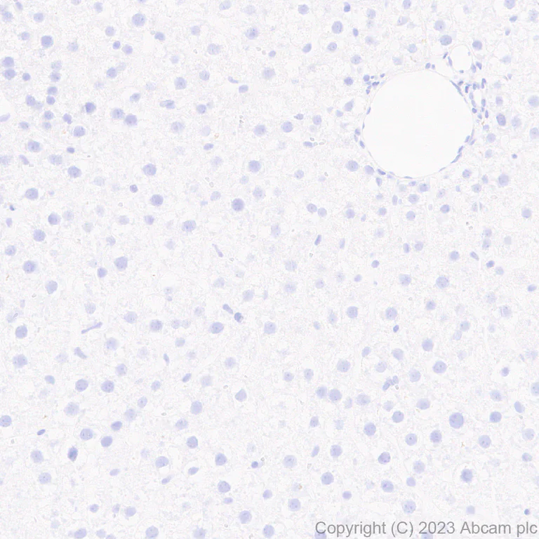 Immunohistochemistry (Formalin/PFA-fixed paraffin-embedded sections) - Anti-Neuroligin 2 antibody [EPR28230-17] - BSA and Azide free (AB315095)