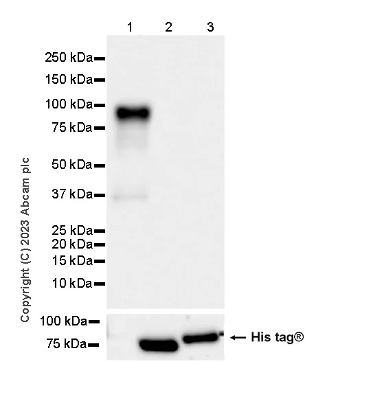 Western blot - Anti-Neuroligin 2 antibody [EPR28230-17] - BSA and Azide free (AB315095)