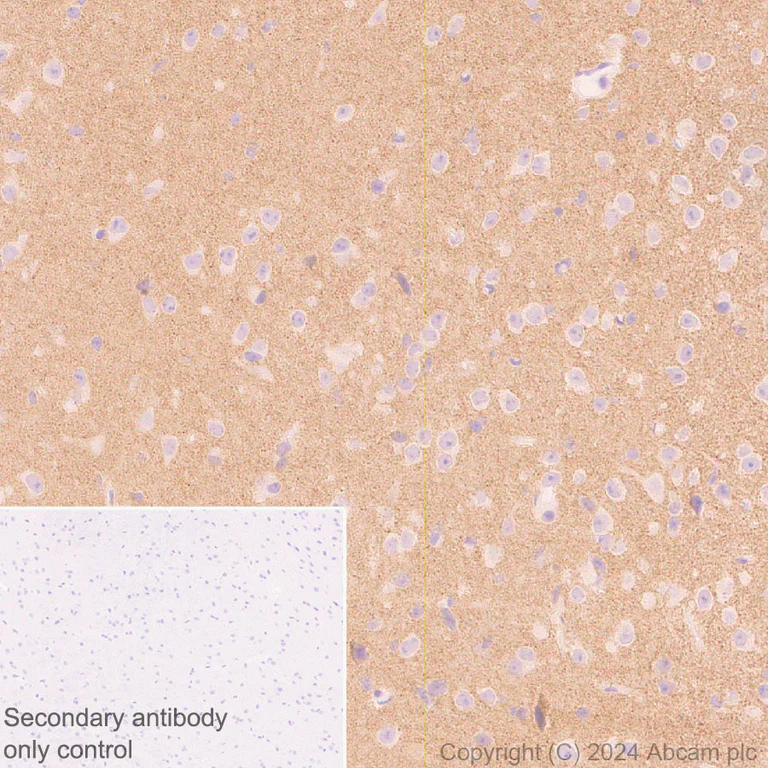 Immunohistochemistry (Formalin/PFA-fixed paraffin-embedded sections) - Anti-Neuroligin 2 antibody [RM2048] (AB317510)