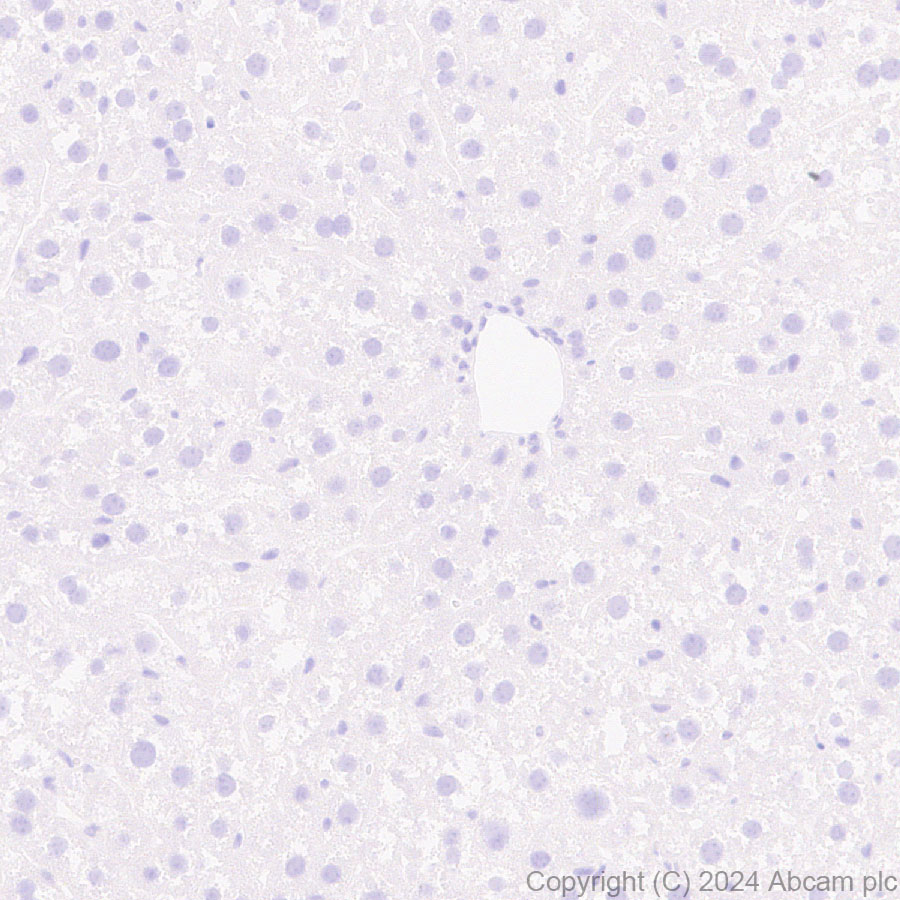 Immunohistochemistry (Formalin/PFA-fixed paraffin-embedded sections) - Anti-Neuroligin 2 antibody [RM2048] (ab317510), expandable thumbnail