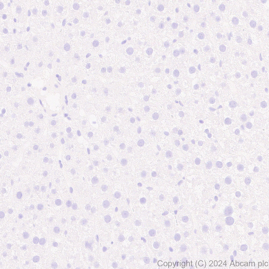 Immunohistochemistry (Formalin/PFA-fixed paraffin-embedded sections) - Anti-Neuroligin 2 antibody [RM2048] (ab317510), expandable thumbnail