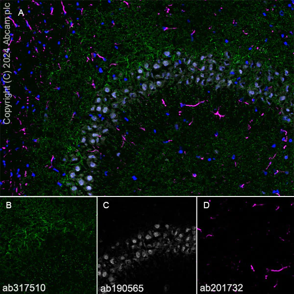 Immunohistochemistry (Frozen sections) - Anti-Neuroligin 2 antibody [RM2048] (AB317510)