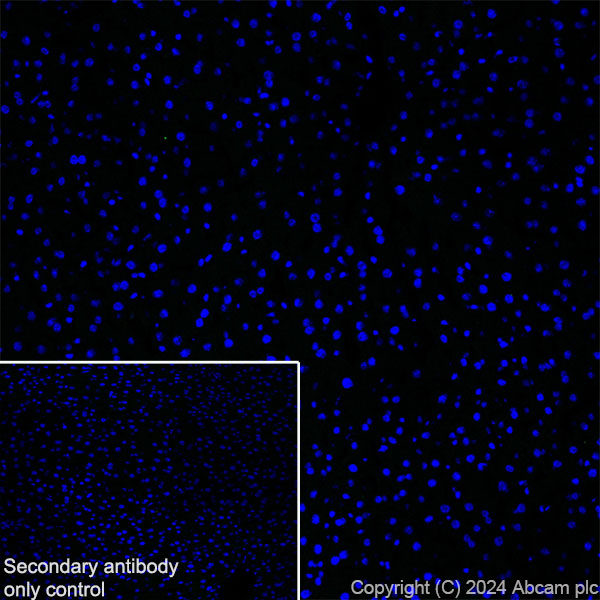Immunohistochemistry (Frozen sections) - Anti-Neuroligin 2 antibody [RM2048] (ab317510), expandable thumbnail