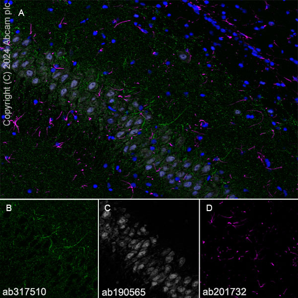 Immunohistochemistry (Frozen sections) - Anti-Neuroligin 2 antibody [RM2048] (ab317510), expandable thumbnail