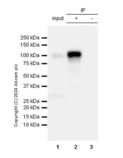 Immunoprecipitation - Anti-Neuroligin 2 antibody [RM2048] (AB317510), expandable thumbnail