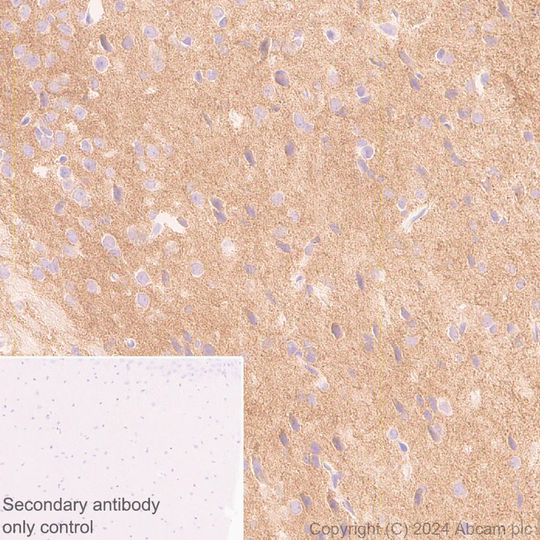 Immunohistochemistry (Formalin/PFA-fixed paraffin-embedded sections) - Anti-Neuroligin 2 antibody [RM2048] - BSA and Azide free (AB317511)