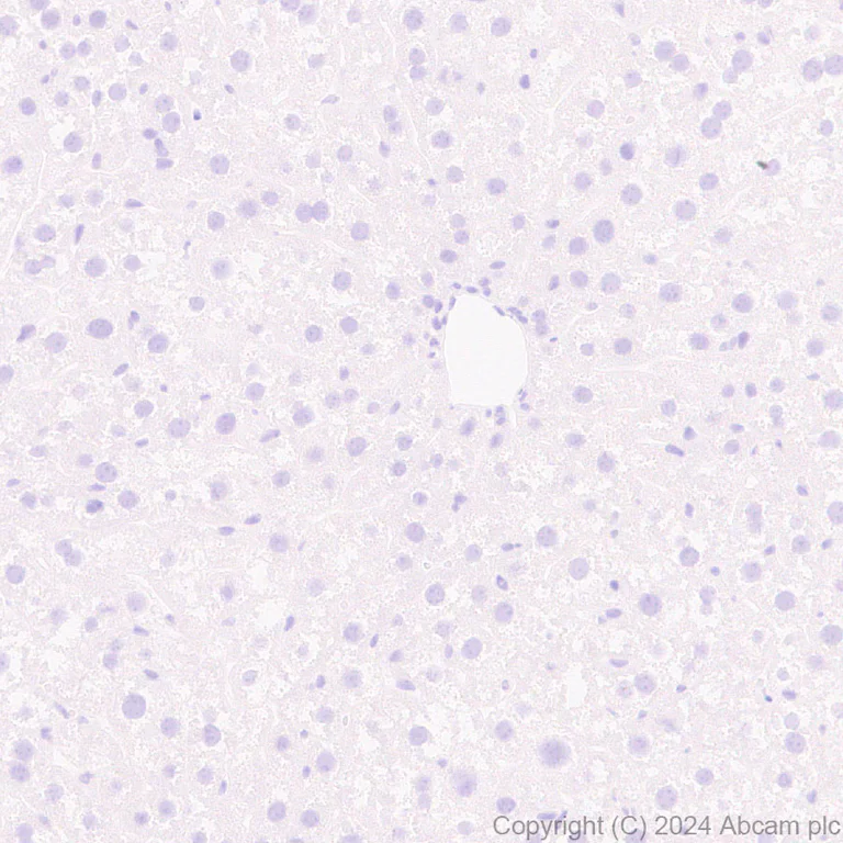 Immunohistochemistry (Formalin/PFA-fixed paraffin-embedded sections) - Anti-Neuroligin 2 antibody [RM2048] - BSA and Azide free (AB317511)