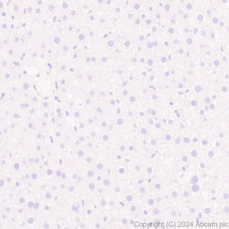 Immunohistochemistry (Formalin/PFA-fixed paraffin-embedded sections) - Anti-Neuroligin 2 antibody [RM2048] - BSA and Azide free (AB317511)