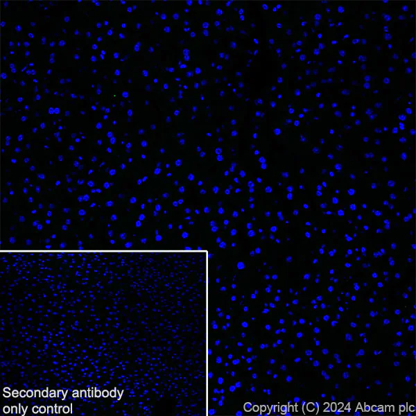 Immunohistochemistry (Frozen sections) - Anti-Neuroligin 2 antibody [RM2048] - BSA and Azide free (AB317511)