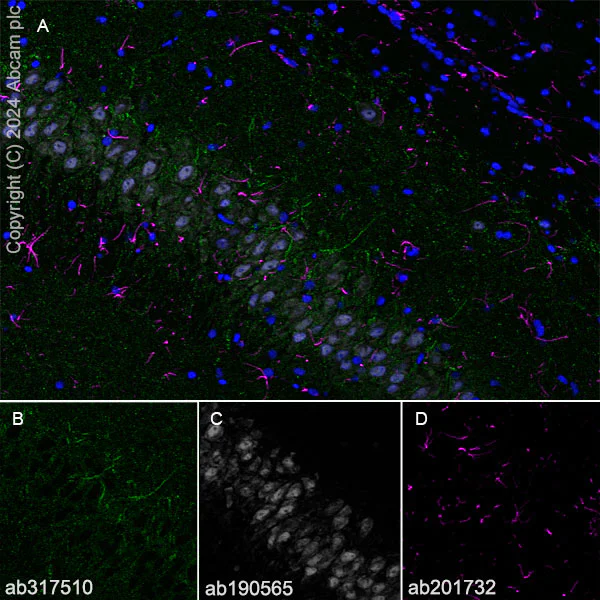 Immunohistochemistry (Frozen sections) - Anti-Neuroligin 2 antibody [RM2048] - BSA and Azide free (AB317511)
