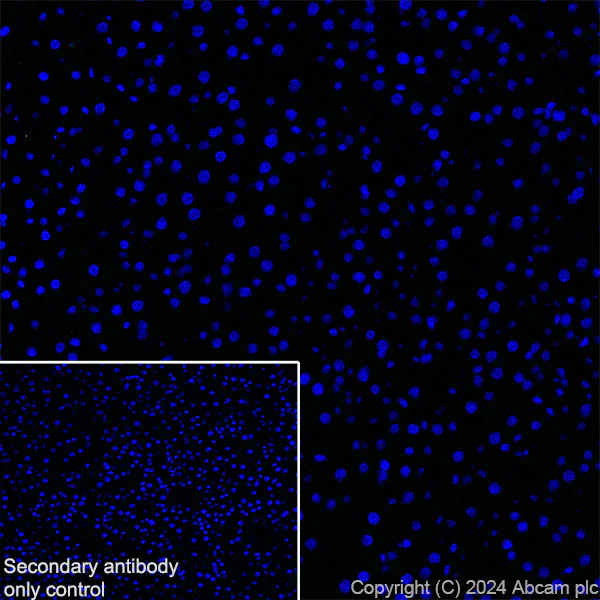 Immunohistochemistry (Frozen sections) - Anti-Neuroligin 2 antibody [RM2048] - BSA and Azide free (AB317511)