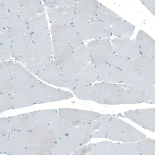 Immunohistochemistry (Formalin/PFA-fixed paraffin-embedded sections) - Anti-Neuroligin 3 antibody (AB244265)