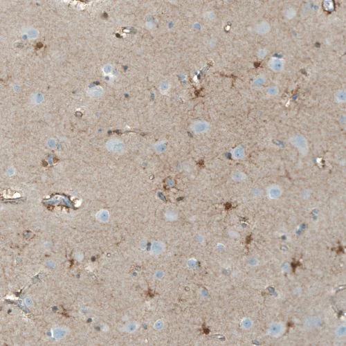 Immunohistochemistry (Formalin/PFA-fixed paraffin-embedded sections) - Anti-Neuroligin 3 antibody (AB244265)
