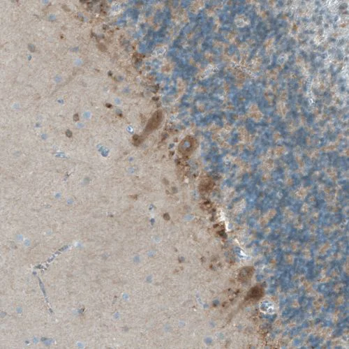 Immunohistochemistry (Formalin/PFA-fixed paraffin-embedded sections) - Anti-Neuroligin 3 antibody (AB244265)