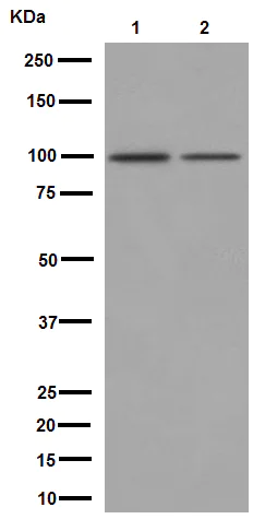 Western blot - Anti-Neuroligin 3 antibody [EPR16158] - BSA and Azide free (AB251161)