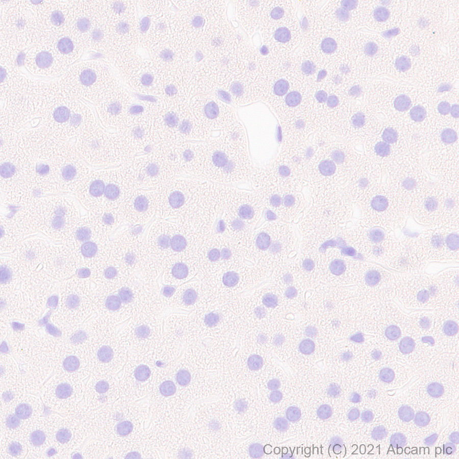 Immunohistochemistry (Formalin/PFA-fixed paraffin-embedded sections) - Anti-Neuroligin 3 antibody [EPR23874-51] (AB259348)