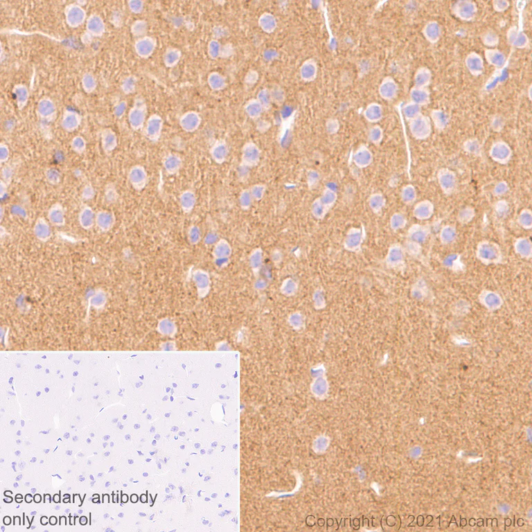 Immunohistochemistry (Formalin/PFA-fixed paraffin-embedded sections) - Anti-Neuroligin 3 antibody [EPR23874-51] - BSA and Azide free (AB283231)
