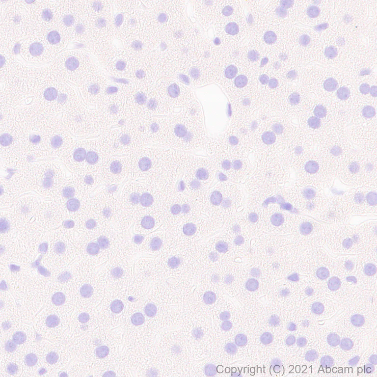 Immunohistochemistry (Formalin/PFA-fixed paraffin-embedded sections) - Anti-Neuroligin 3 antibody [EPR23874-51] - BSA and Azide free (AB283231)