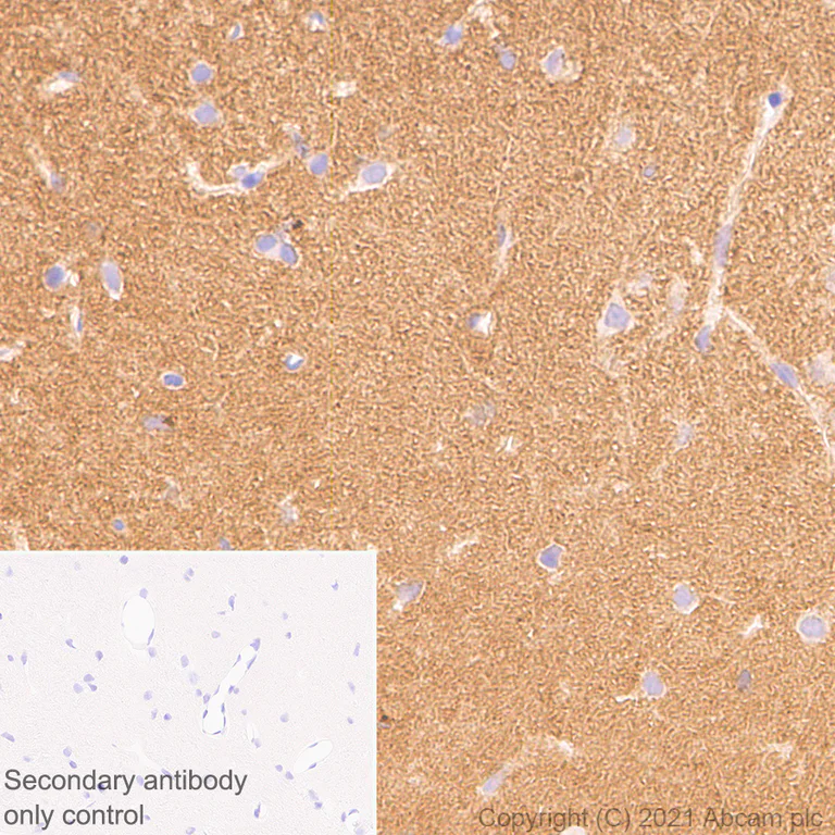 Immunohistochemistry (Formalin/PFA-fixed paraffin-embedded sections) - Anti-Neuroligin 3 antibody [EPR23874-51] - BSA and Azide free (AB283231)